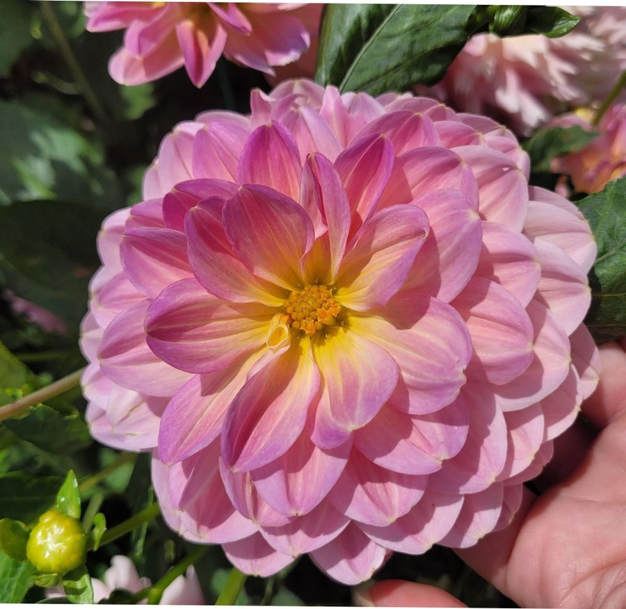 Dahlia Hapet old charm