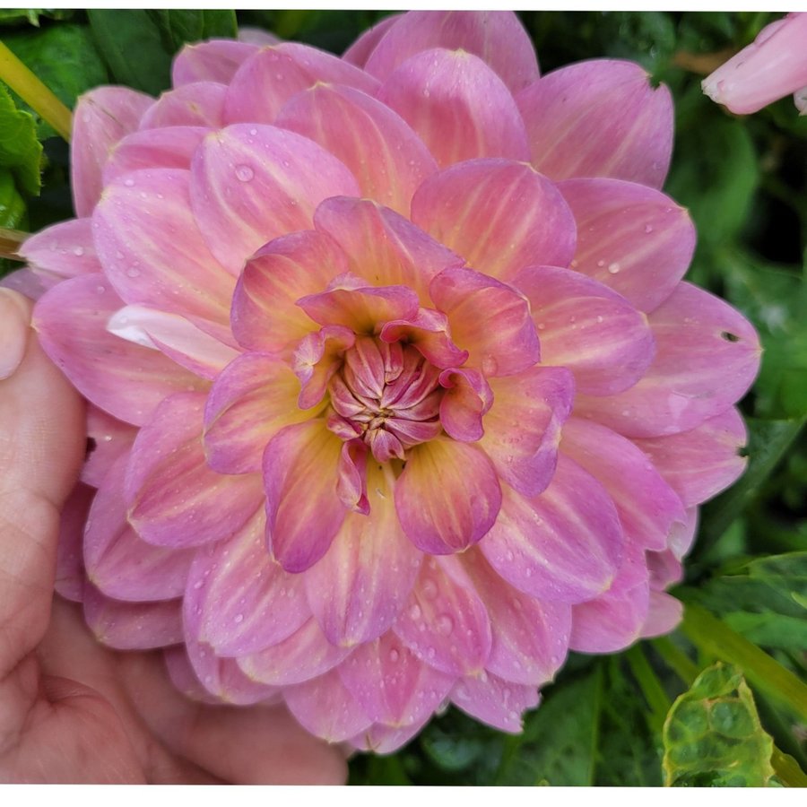 Dahlia Hapet old charm