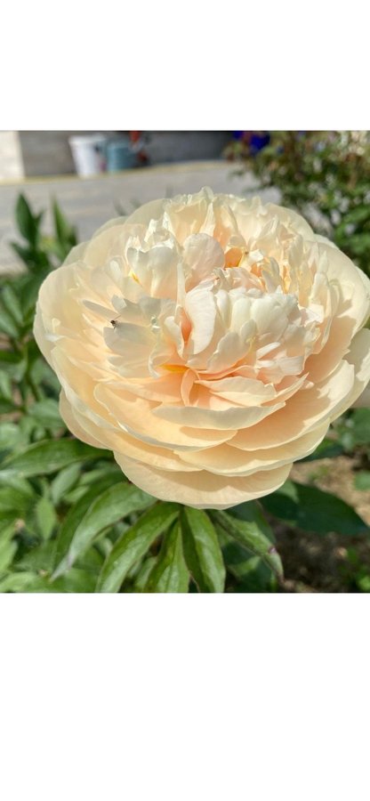 Vackraste pionen pion Paeonia lactiflora Pastel Elegance (Pastelegance)