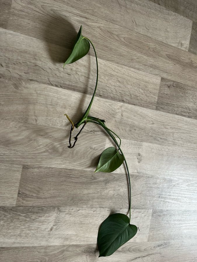 Monstera Deliciosa