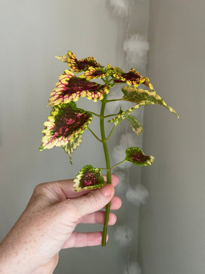 F3 från Elisas nursery *palettblad*coleus*