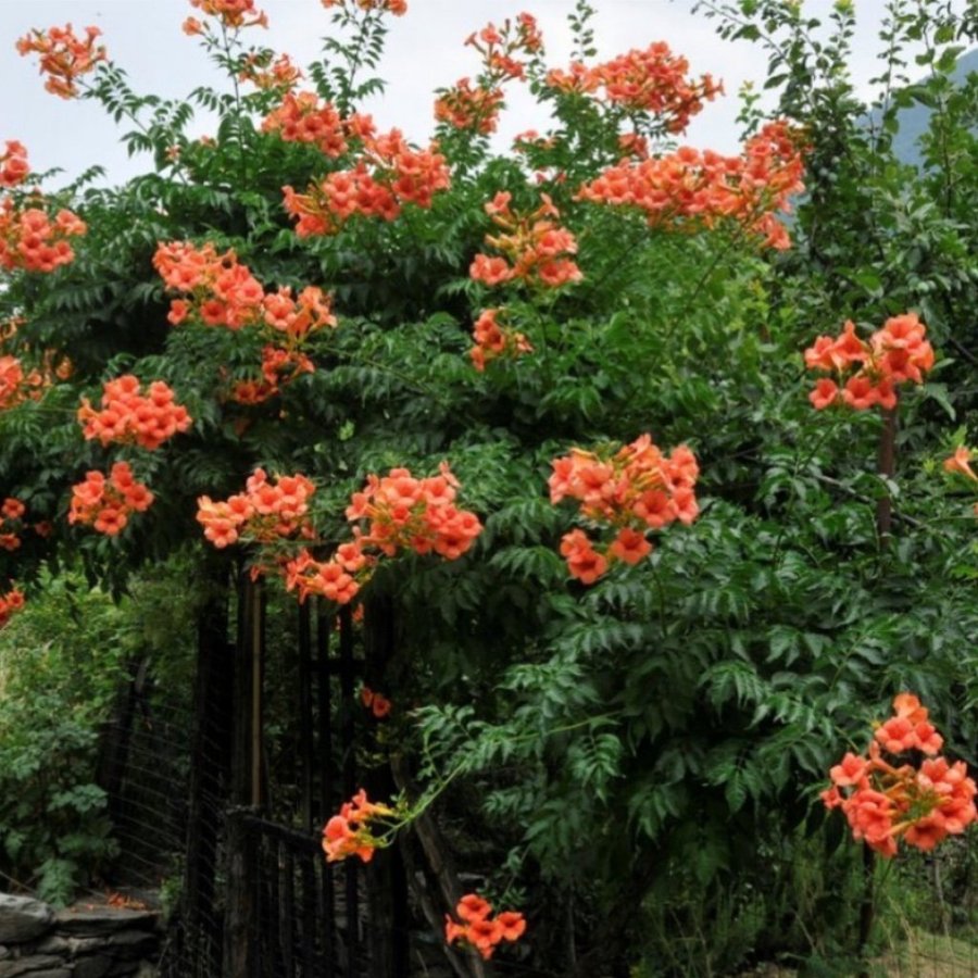 Trumpetranka orange 1 kraftig planta peren