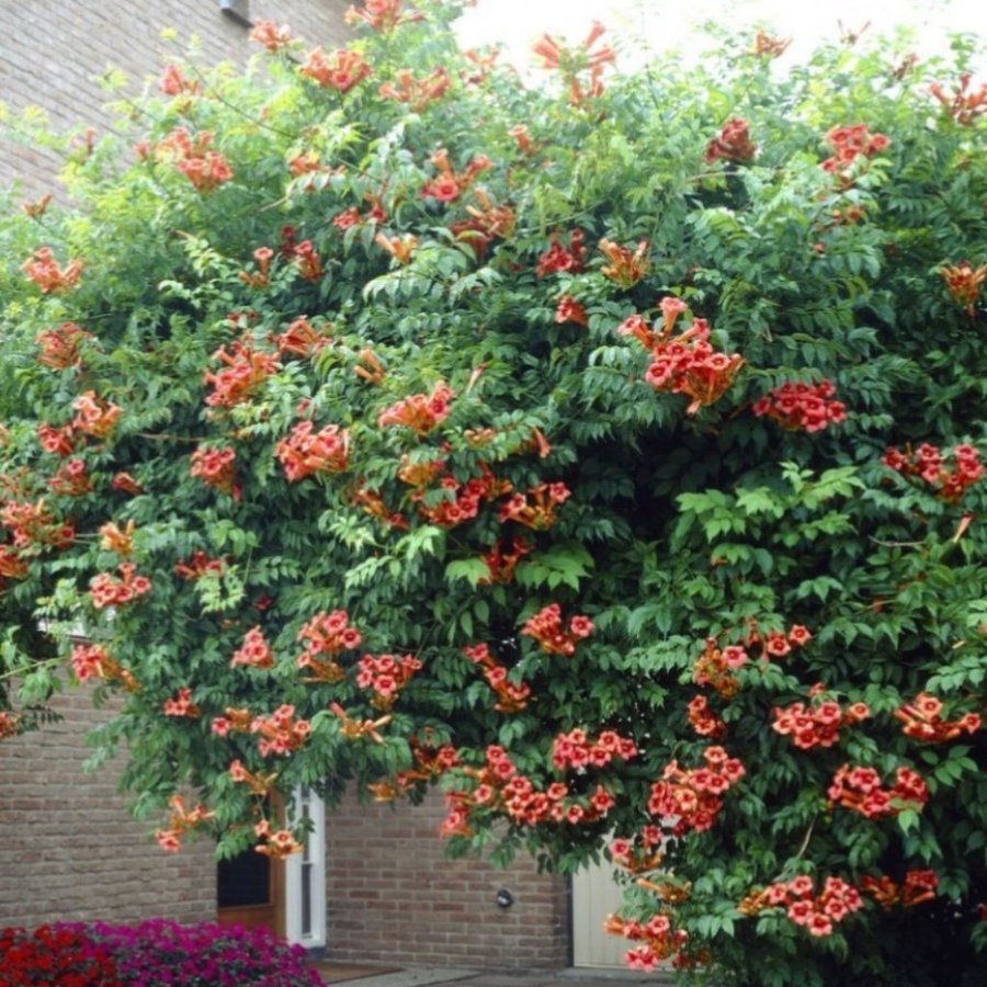 Trumpetranka orange 1 kraftig planta peren