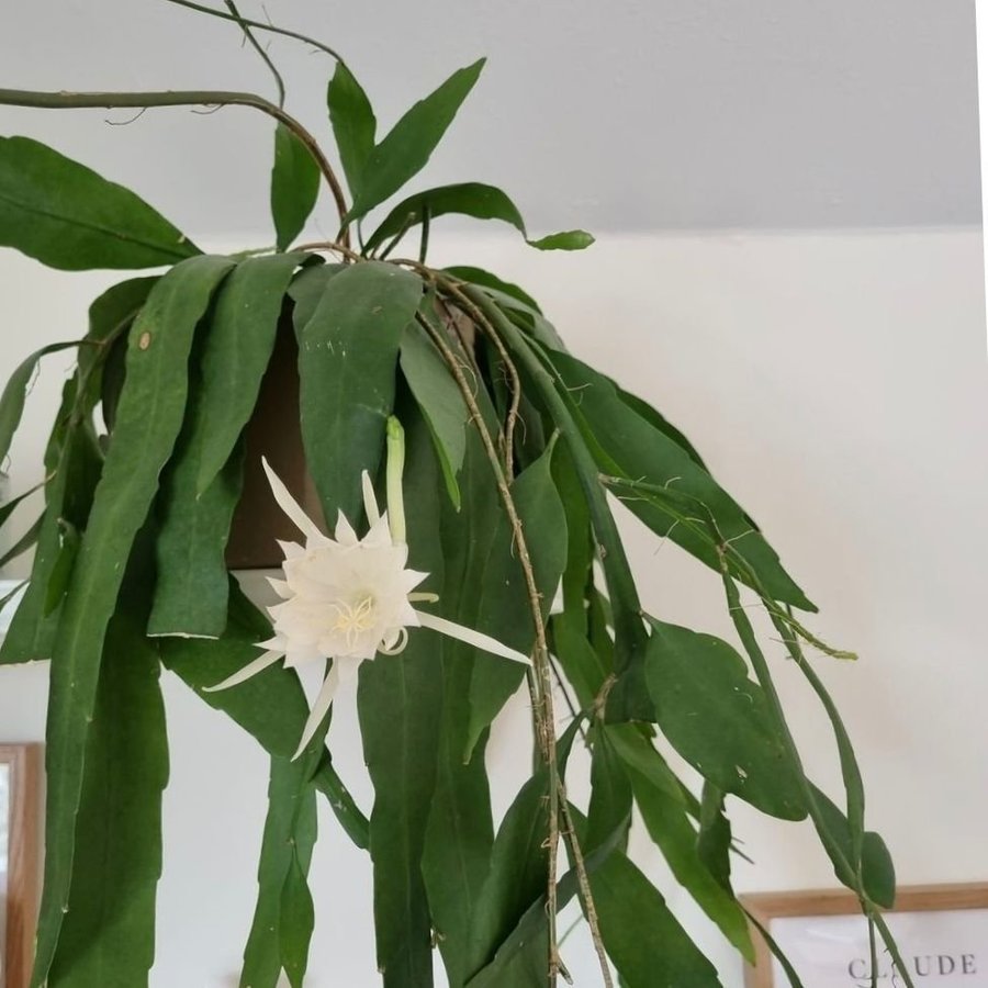 Vit blommande bladkaktus stickling, troligen epiphyllum pumilum