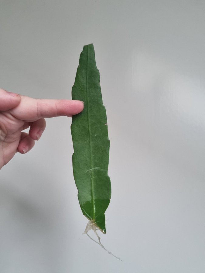 Vit blommande bladkaktus stickling, troligen epiphyllum pumilum