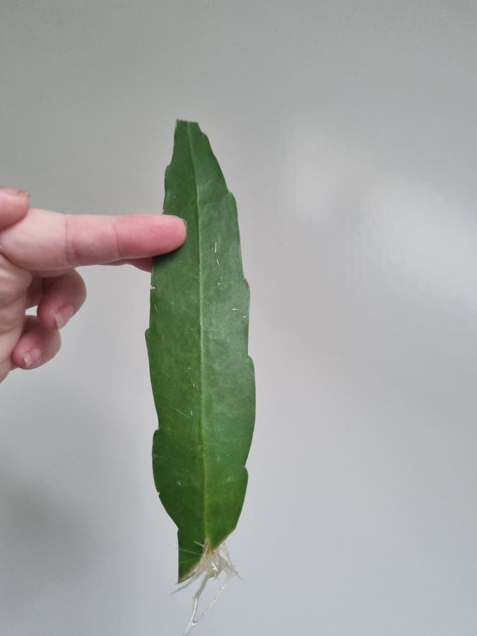 Vit blommande bladkaktus stickling, troligen epiphyllum pumilum