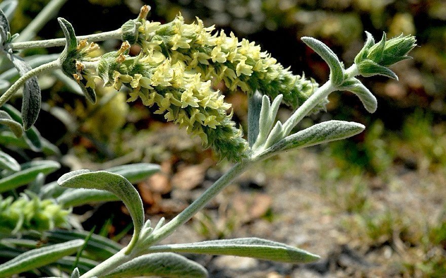 Äkta Grekiskt te (Sideritis syriaca )