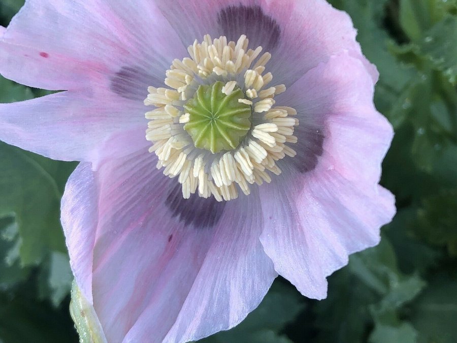 Dutch Buddha Poppy 50 frön Extremt ovanlig vallmo sort