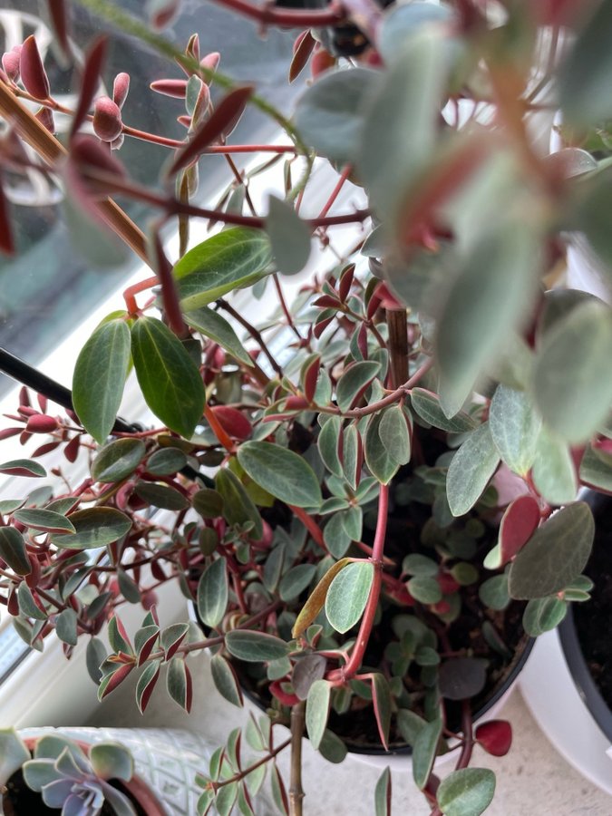 Peperomia ” Red Rocket” 3 st