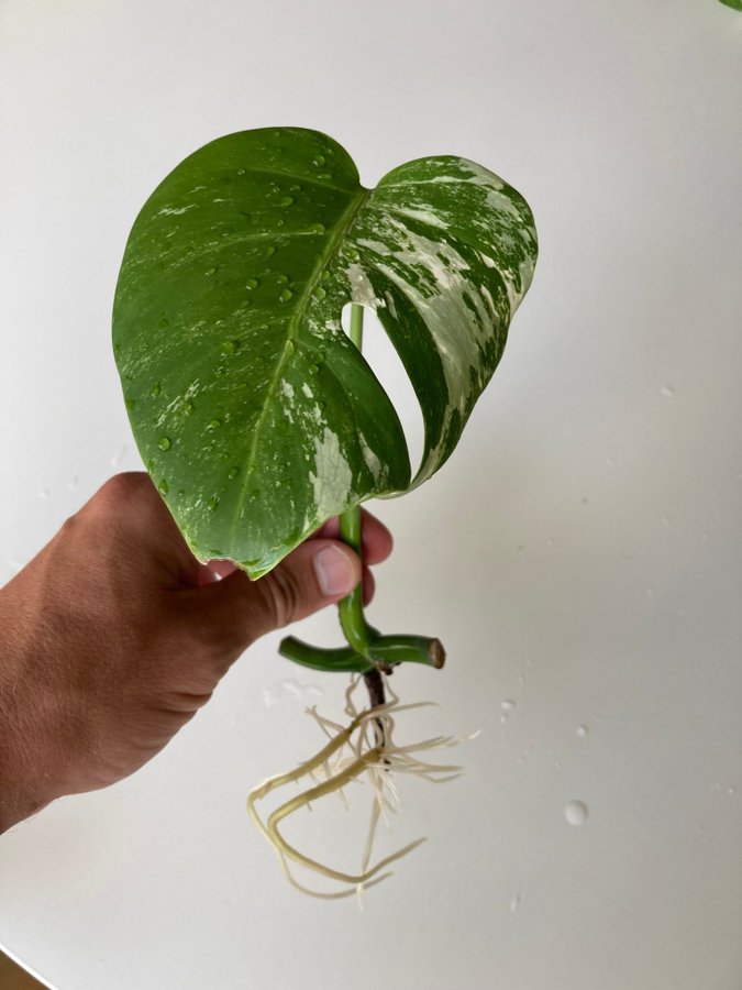 Monstera Albo Variegata stickling