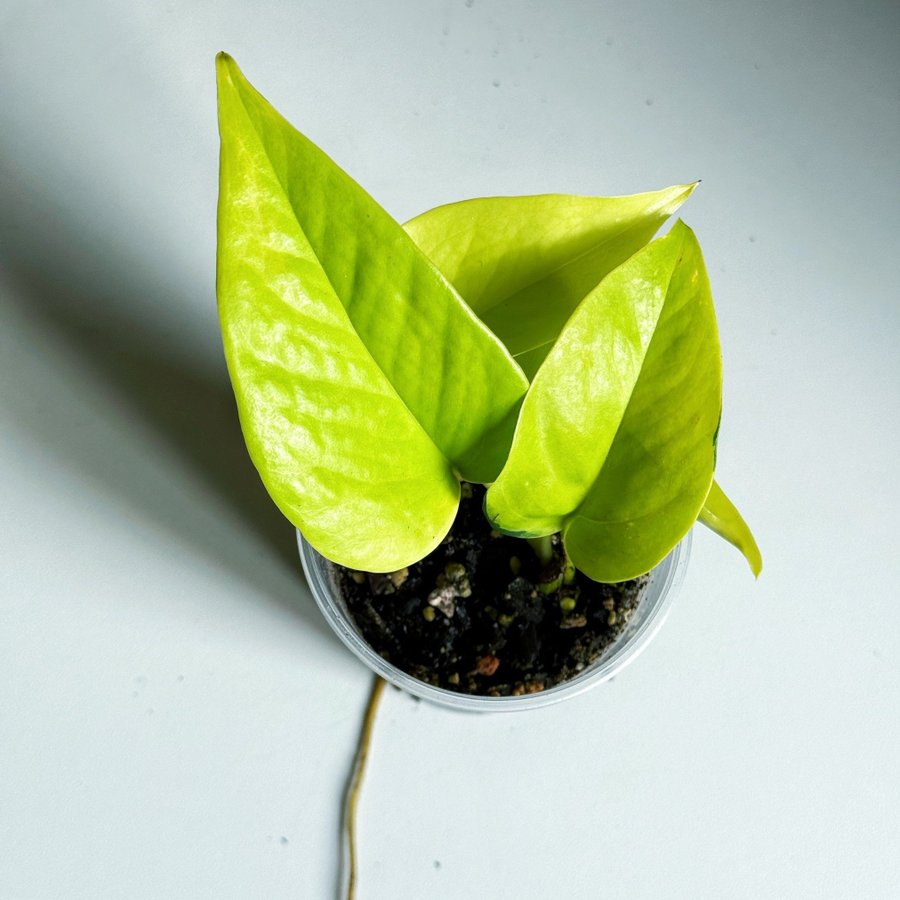 Epipremnum Aureum " NEON " Liten planta (Gullranka, Pothos)