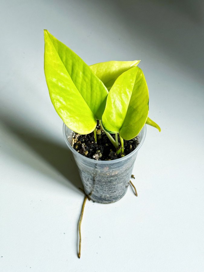 Epipremnum Aureum " NEON " Liten planta (Gullranka, Pothos)