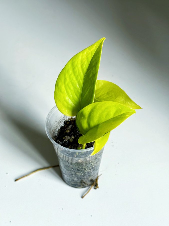 Epipremnum Aureum " NEON " Liten planta (Gullranka, Pothos)