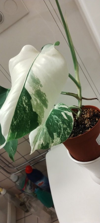 Monstera Variegata