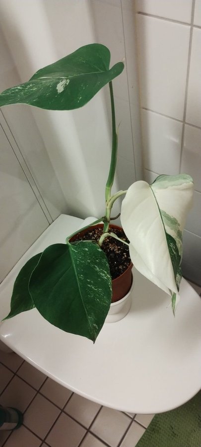 Monstera Variegata