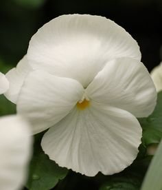 Viola wittrockiana 'White Lady' - Pensé