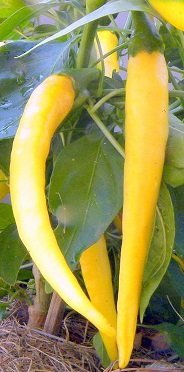 Capsicum annuum 'Cayenne Golden' - Chili