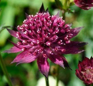 Astrantia major 'Venice' - Stjärnflocka