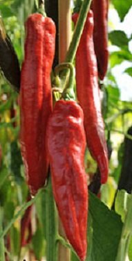 Capsicum annuum 'Sukari' - Snackpaprika (mycket söt smak)