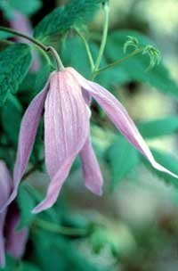 Clematis alpina 'Odorata' - Alpklematis