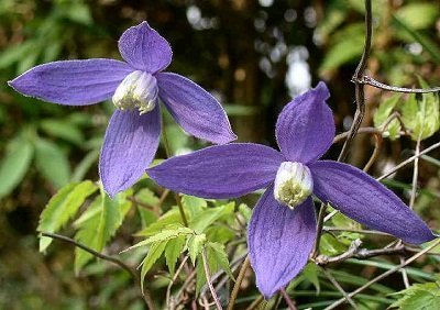 Clematis alpina 'Rodomax' - Alpklematis