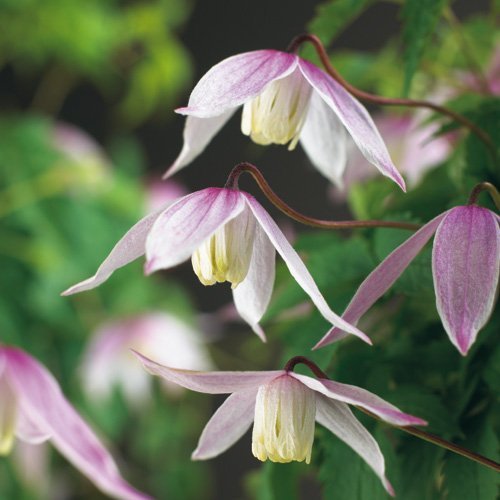 Clematis alpina 'Willy' - Alpklematis