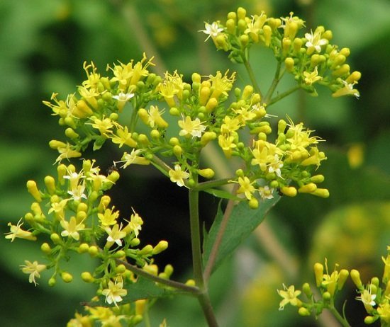 Patrinia gibbosa - Patrinia