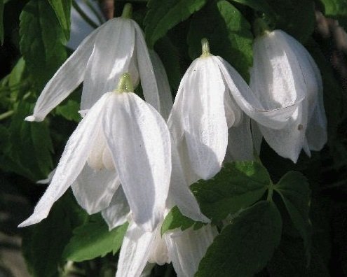 Clematis alpina 'White Columbine' - Alpklematis