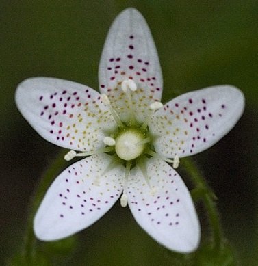 Saxifraga rotundifolia - Prickbräcka