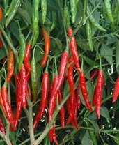 Capsicum annuum 'Thai Black Hot' - Chili