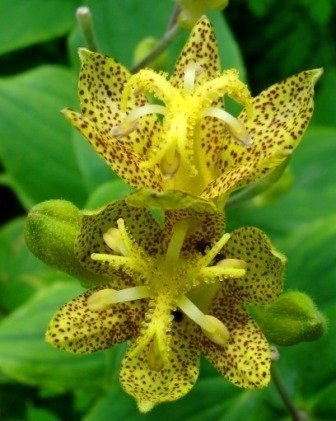 Tricyrtis hirta latifolia 'Yellow Sunrise' - Skugglilja