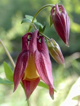 Aquilegia oxysepala - Metkroksakleja (fröäkta)