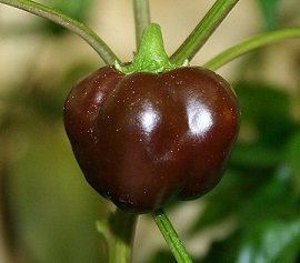 Capsicum annuum 'Mini Belle Chocolate' - Mini paprika