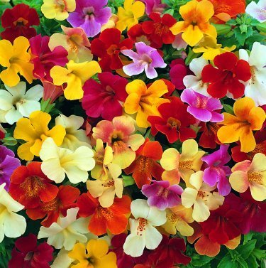 Mimulus 'Twinkle mix' - Gyckelblomma