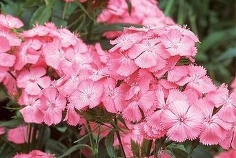 Dianthus barbatus 'Newport Pink' - Borstnejlika