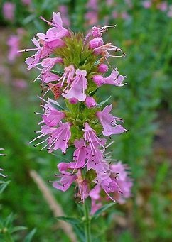 Hyssopus officinalis 'Roseus' - Rosa isop