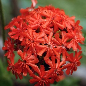 Lychnis chalcedonica 'Scarlet Beauty' - Studentnejlika