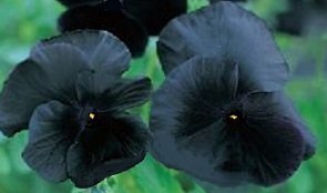 Viola wittrockiana 'Swiss Giant Coal Black' - Svart viol