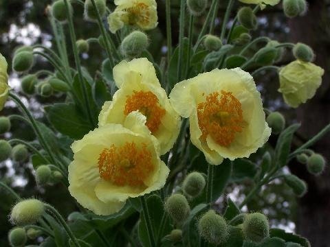 Meconopsis napaulensis 'Yellow' - Gul Kaskadbergvallmo