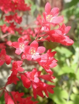 Heuchera 'London Pride' - Alunrot