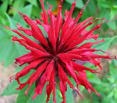 Monarda didyma 'Panorama Red' - Temynta