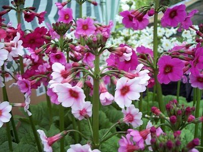 Primula japonica - Japansk viva