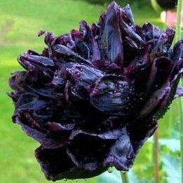 Papaver paeoniflorum 'Black Peony' - Svartlila pionvallmo