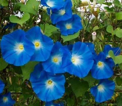 Ipomoea purpurea 'Heavenly Blue' - Blomman för dagen