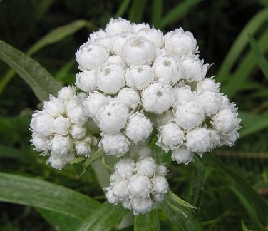 Anaphalis margaritacea - Pärleternell