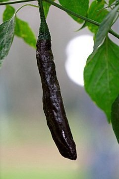 Capsicum annuum 'Pasilla Baijo' - Svart chili