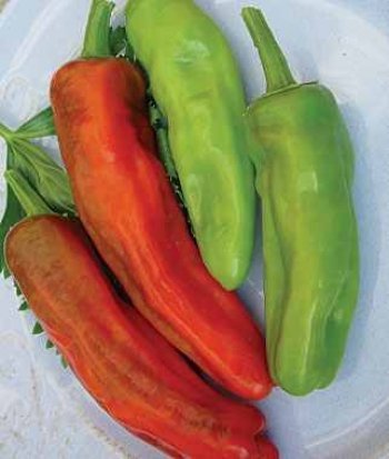 Capsicum annuum 'Friggitello' - Chili