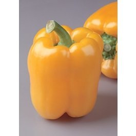 Capsicum annuum 'Golden Bell' - Paprika