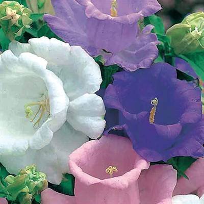 Campanula medium 'Cup and Saucer' - Mariaklocka Kopp  Fat