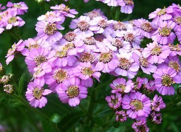 Achillea sibirica var camts 'Love Parade' - Krypröllika